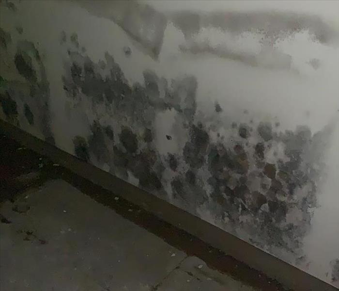 image of severe mold growth on an interior wall